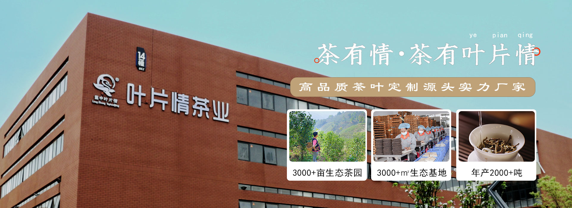 云南普洱茶廠家,專注普洱茶批發(fā)定制